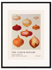 Impresión de arte enmarcada The Album Benary - Onion Varieties