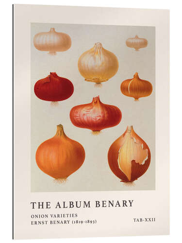 Gallery print The Album Benary - Onion Varieties