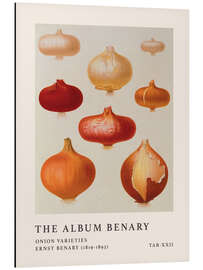 Magnettafel The Album Benary - Onion Varieties