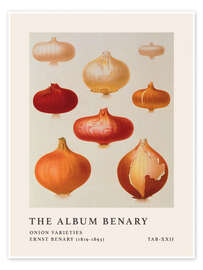 Poster The Album Benary - Onion Varieties