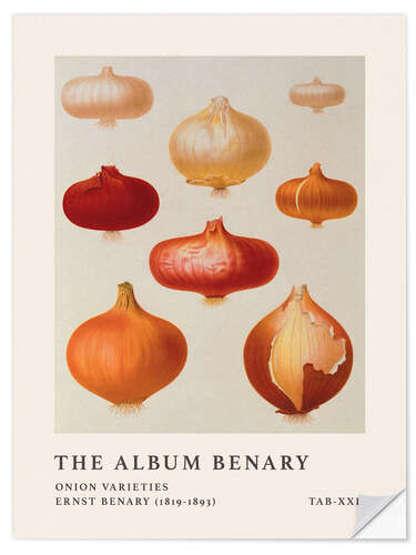 Naklejka na ścianę The Album Benary - Onion Varieties