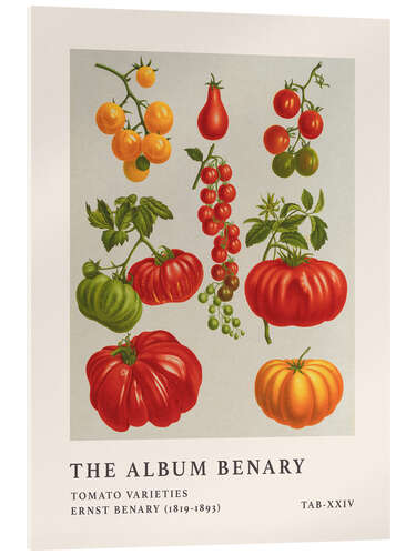 Acrylglasbild The Album Benary - Tomato Varieties