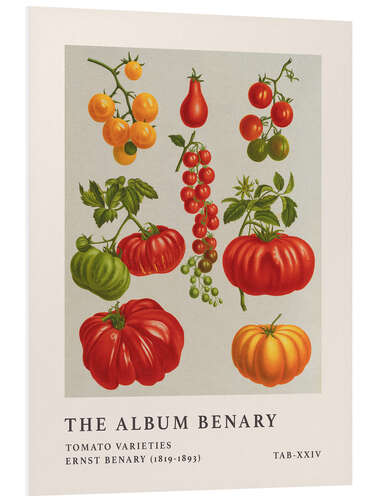 Cuadro de PVC The Album Benary - Tomato Varieties