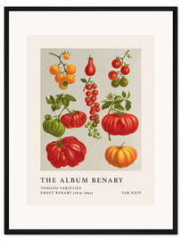 Gerahmter Kunstdruck The Album Benary - Tomato Varieties