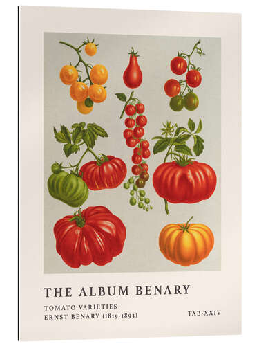 Gallery print The Album Benary - Tomato Varieties