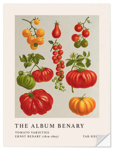 Wall sticker The Album Benary - Tomato Varieties