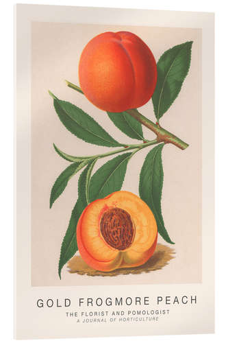 Acrylic print The Florist and Pomologist - Gold Frogmore Peach