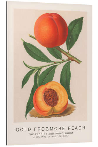 Tableau en aluminium The Florist and Pomologist - Gold Frogmore Peach