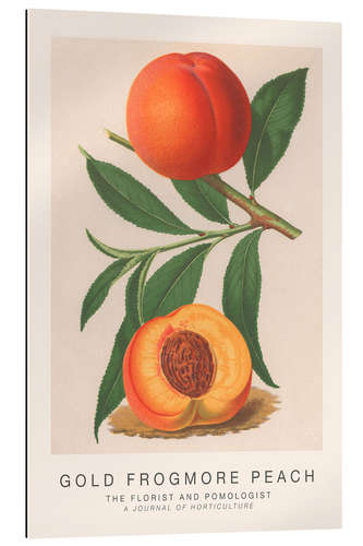 Galleritryk The Florist and Pomologist - Gold Frogmore Peach