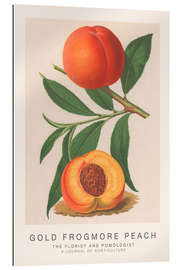 Gallery print The Florist and Pomologist - Gold Frogmore Peach