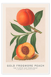 Wall print  The Florist and Pomologist - Gold Frogmore Peach - Walter Hood Fitch