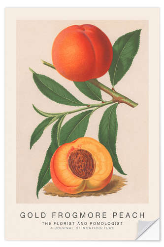 Vinilo para la pared The Florist and Pomologist - Gold Frogmore Peach