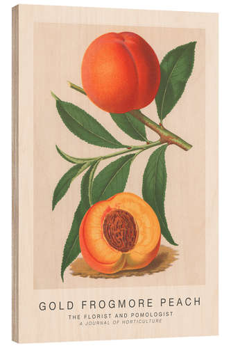 Wood print The Florist and Pomologist - Gold Frogmore Peach