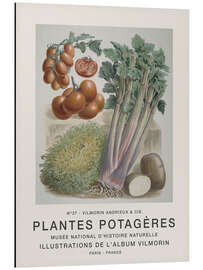 Magnettafel Album Vilmorin, Plantes Potagères n° 37