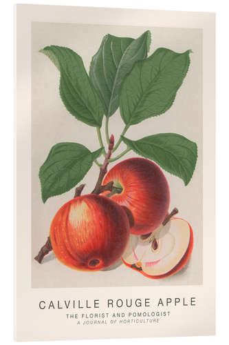 Quadro em acrílico The Florist and Pomologist - Calville Rouge Apple