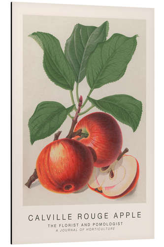 Aluminiumsbilde The Florist and Pomologist - Calville Rouge Apple