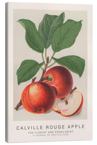 Canvas print The Florist and Pomologist - Calville Rouge Apple