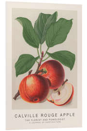 Foam board print The Florist and Pomologist - Calville Rouge Apple