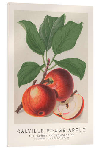 Gallery print The Florist and Pomologist - Calville Rouge Apple