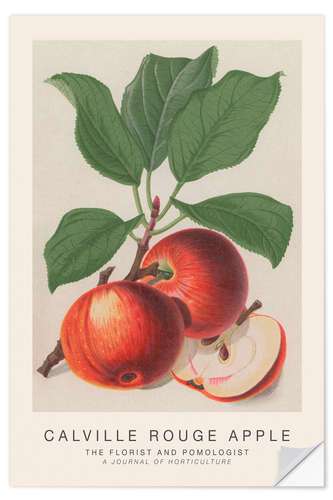 Wandsticker The Florist and Pomologist - Calville Rouge Apple