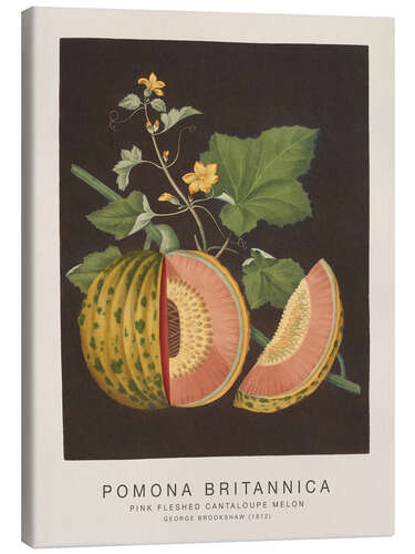 Obraz na płótnie Pomona Britannica - Pink Fleshed Cantaloupe Melon