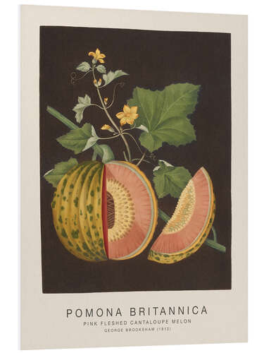 Tableau en PVC Pomona Britannica - Pink Fleshed Cantaloupe Melon