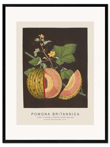 Kehystetty taidepainatus Pomona Britannica - Pink Fleshed Cantaloupe Melon