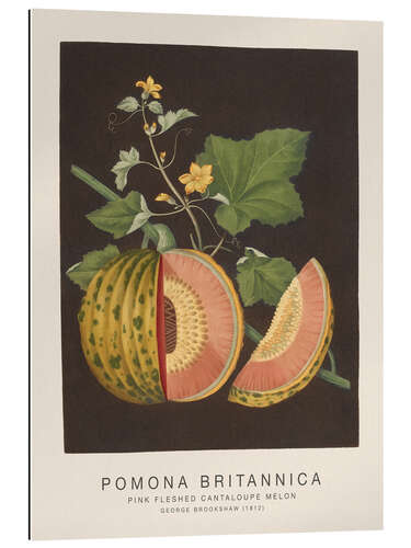 Galleritryck Pomona Britannica - Pink Fleshed Cantaloupe Melon