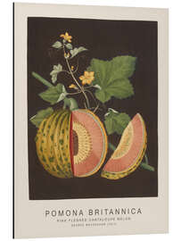 Magnettafel Pomona Britannica - Pink Fleshed Cantaloupe Melon