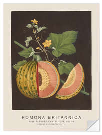 Naklejka na ścianę Pomona Britannica - Pink Fleshed Cantaloupe Melon