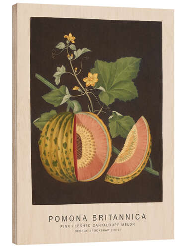 Puutaulu Pomona Britannica - Pink Fleshed Cantaloupe Melon