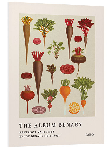 Hartschaumbild The Album Benary - Beetroot Varieties