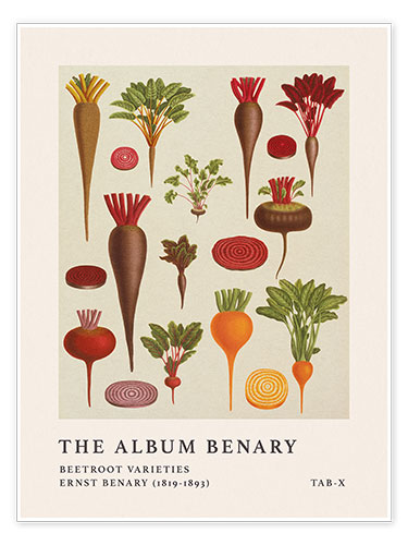 Plakat The Album Benary - Beetroot Varieties