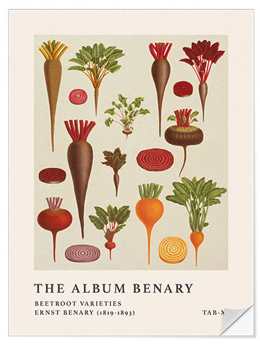 Naklejka na ścianę The Album Benary - Beetroot Varieties