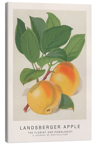 Canvas print The Florist and Pomologist - Landsberger Apple