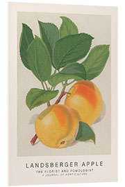 Foam board print The Florist and Pomologist - Landsberger Apple