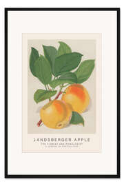 Gerahmter Kunstdruck The Florist and Pomologist - Landsberger Apple