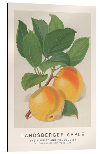 Gallery print The Florist and Pomologist - Landsberger Apple