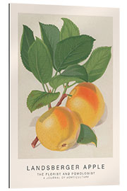 Gallery print The Florist and Pomologist - Landsberger Apple