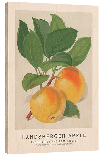 Wood print The Florist and Pomologist - Landsberger Apple