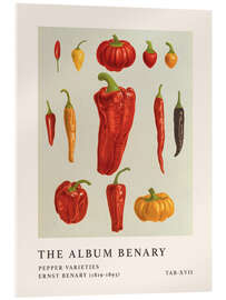Acrylic print  The Album Benary - Pepper Varieties - Ernst Benary
