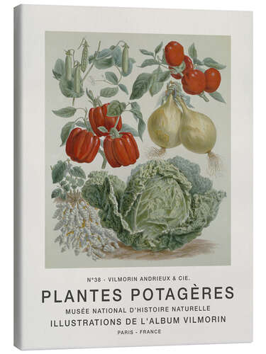 Canvas print Album Vilmorin, Plantes Potagères n° 38