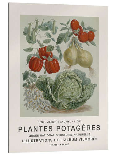 Gallery print Album Vilmorin, Plantes Potagères n° 38