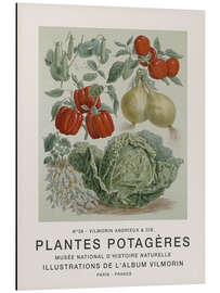 Magnettafel Album Vilmorin, Plantes Potagères n° 38