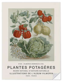 Wandsticker Album Vilmorin, Plantes Potagères n° 38