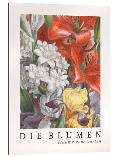 Quadro em plexi-alumínio Album Vilmorin, The Flowers XI (German)