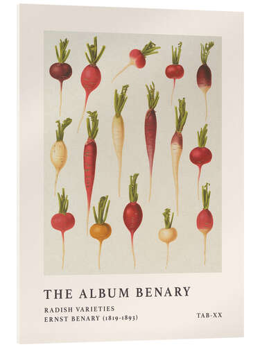 Obraz na szkle akrylowym The Album Benary - Radish Varieties