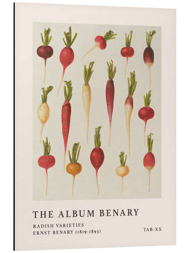 Alumiinitaulu The Album Benary - Radish Varieties