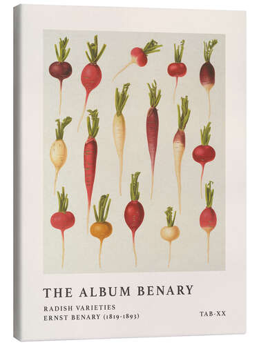 Leinwandbild The Album Benary - Radish Varieties