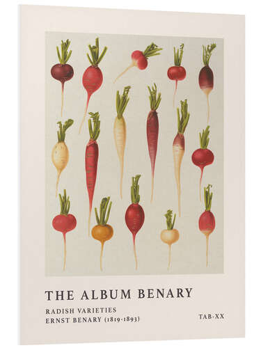 Foam board print The Album Benary - Radish Varieties